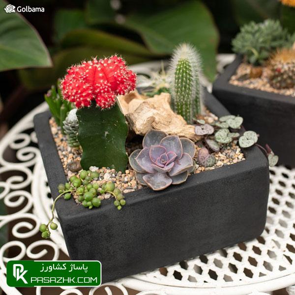 استفاده از صابون حشره‌کش, پشه قارچی (Fungus Gnats), نگهداری کاکتوس: ۸ نکته نگهداری از کاکتوس برای تازه کارها + عکس, نکات نگهداری کاکتوس‌ها برای تازه‌کارها!, نکات نگهداری کاکتوس: ۱٫ ترکیب خاک گلدان, پاساژ کشاورز, بازار بزرگ کشاورزی, سایت نیازمندی کشاورزی, نقش خاک در نگهداری کاکتوس‌های گرمسیری, خاک کاکتوس خشک, آموزش نکات مهم در روش نگهداری کاکتوس از جمله روش آبیاری, صفر تا صد شرایط نگهداری از کاکتوس, شرایط لازم نگهداری از کاکتوس در خانه + تعویض گلدان کاکتوس, روش نگهداری کاکتوس و تکثیر آن در خانه, درج آگهی رایگان, دیوار, مقالات کشاورزی