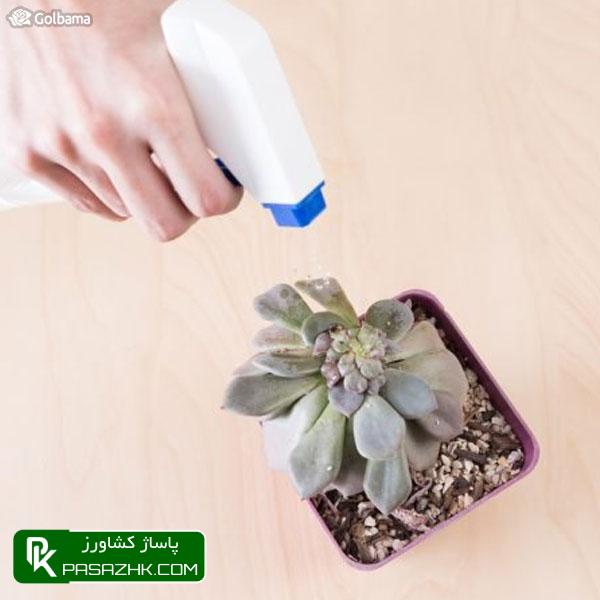 حشره‌کش‌های ایمن, پشه قارچی (Fungus Gnats), نگهداری کاکتوس: ۸ نکته نگهداری از کاکتوس برای تازه کارها + عکس, نکات نگهداری کاکتوس‌ها برای تازه‌کارها!, نکات نگهداری کاکتوس: ۱٫ ترکیب خاک گلدان, پاساژ کشاورز, بازار بزرگ کشاورزی, سایت نیازمندی کشاورزی, نقش خاک در نگهداری کاکتوس‌های گرمسیری, خاک کاکتوس خشک, آموزش نکات مهم در روش نگهداری کاکتوس از جمله روش آبیاری, صفر تا صد شرایط نگهداری از کاکتوس, شرایط لازم نگهداری از کاکتوس در خانه + تعویض گلدان کاکتوس, روش نگهداری کاکتوس و تکثیر آن در خانه, درج آگهی رایگان, دیوار, مقالات کشاورزی