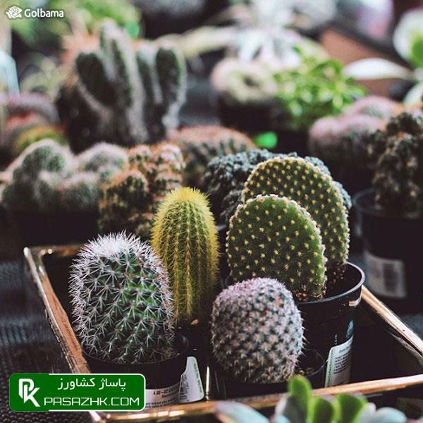 همیشه حواستان به کاکتوس باشد!, پشه قارچی (Fungus Gnats), نگهداری کاکتوس: ۸ نکته نگهداری از کاکتوس برای تازه کارها + عکس, نکات نگهداری کاکتوس‌ها برای تازه‌کارها!, نکات نگهداری کاکتوس: ۱٫ ترکیب خاک گلدان, پاساژ کشاورز, بازار بزرگ کشاورزی, سایت نیازمندی کشاورزی, نقش خاک در نگهداری کاکتوس‌های گرمسیری, خاک کاکتوس خشک, آموزش نکات مهم در روش نگهداری کاکتوس از جمله روش آبیاری, صفر تا صد شرایط نگهداری از کاکتوس, شرایط لازم نگهداری از کاکتوس در خانه + تعویض گلدان کاکتوس, روش نگهداری کاکتوس و تکثیر آن در خانه, درج آگهی رایگان, دیوار, مقالات کشاورزی