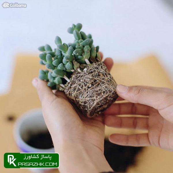 خشک کردن ریشه‌ها