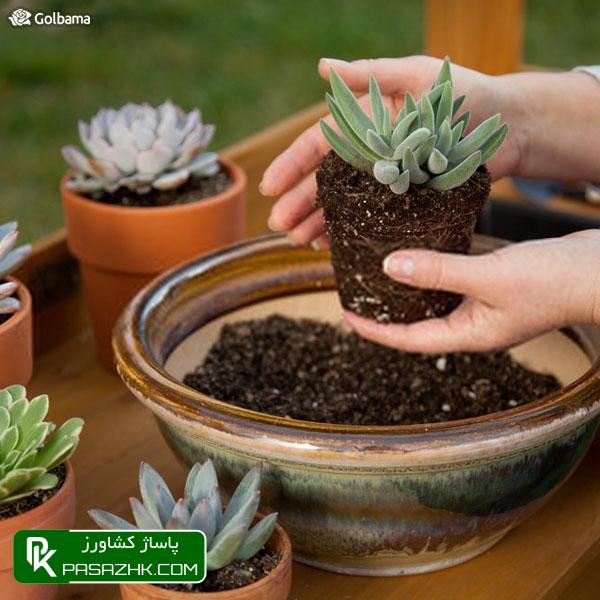 به گیاه استراحت بدهید