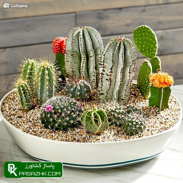 گردش هوای مناسب برای کاکتوس