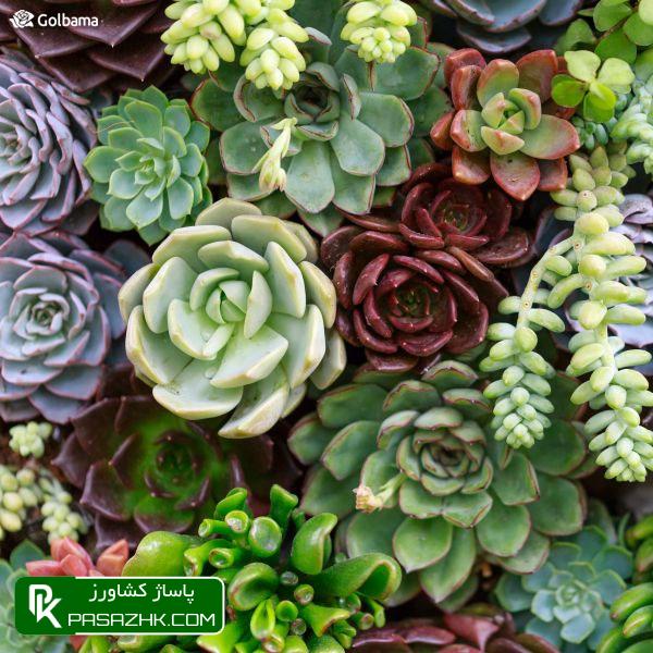 نکات نگهداری از کاکتوس در زمستان در حیاط یا خانه