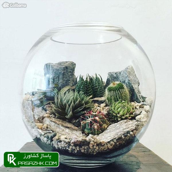 پنج نکته برای مراقبت از کاکتوس‌ها در فصل زمستان در حیاط یا خانه