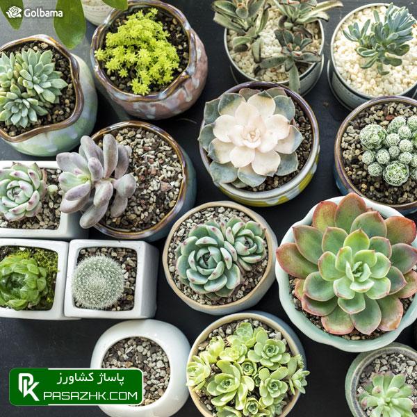 چطور از یک کاکتوس نگهداری کنیم؟