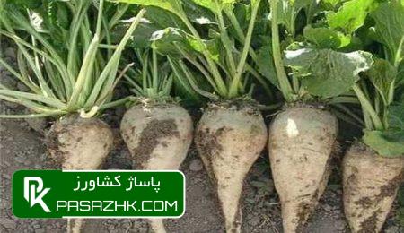 پیشبینی ثبت رکورد جدید در تولید چغندر پاییزه 3 d9bedb8cd8b4d8a8db8cd986db8c d8abd8a8d8aa d8b1daa9d988d8b1d8af d8acd8afdb8cd8af d8afd8b1 d8aad988d984db8cd8af da86d8bad986d8af 668e44d72b9ff, پیشبینی ثبت رکورد جدید در تولید چغندر پاییزه, پاساژ کشاورز | بازار بزرگ کشاورزی در ایران, اخبار پاساژ کشاورز, ,
