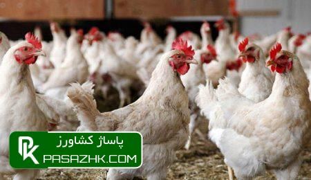 پیشبینی سهم ۳۰ درصدی مرغ لاین آرین در بازار گوشت مرغ 7 d9bedb8cd8b4d8a8db8cd986db8c d8b3d987d985 dbb3dbb0 d8afd8b1d8b5d8afdb8c d985d8b1d8ba d984d8a7db8cd986 d8a2d8b1db8cd986 d8afd8b1 6693ae84eac75, پیشبینی سهم ۳۰ درصدی مرغ لاین آرین در بازار گوشت مرغ, پاساژ کشاورز | بازار بزرگ کشاورزی در ایران, اخبار پاساژ کشاورز, ,