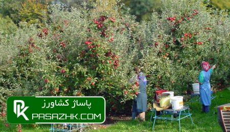 کشت دیم به حفظ ارزشهای خاک و جلوگیری از فرسایش کمک میکند 4 daa9d8b4d8aa d8afdb8cd985 d8a8d987 d8add981d8b8 d8a7d8b1d8b2d8b4d987d8a7db8c d8aed8a7daa9 d988 d8acd984d988daafdb8cd8b1db8c d8a7 6699f119c3e55, کشت دیم به حفظ ارزشهای خاک و جلوگیری از فرسایش کمک میکند, پاساژ کشاورز | بازار بزرگ کشاورزی در ایران, اخبار پاساژ کشاورز, ,