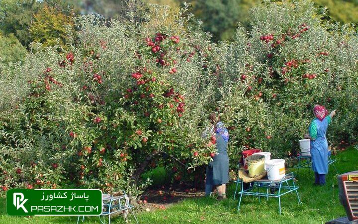 کشت دیم به حفظ ارزشهای خاک و جلوگیری از فرسایش کمک میکند 1 daa9d8b4d8aa d8afdb8cd985 d8a8d987 d8add981d8b8 d8a7d8b1d8b2d8b4d987d8a7db8c d8aed8a7daa9 d988 d8acd984d988daafdb8cd8b1db8c d8a7 6699f119c3e55, کشت دیم به حفظ ارزشهای خاک و جلوگیری از فرسایش کمک میکند, پاساژ کشاورز | بازار بزرگ کشاورزی در ایران, اخبار پاساژ کشاورز, ,