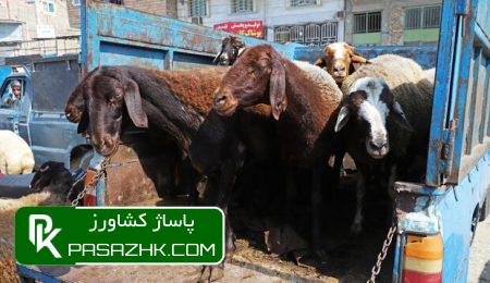 daa9d8b4d8aad8a7d8b1 d8afd8a7d985 d8afd8b1 d8b3d8a7d984 dbb1dbb4dbb0dbb2 da86d982d8afd8b1 d8a8d988d8afd89f 66892915c606a, کشتار دام در سال ۱۴۰۲ چقدر بود؟, پاساژ کشاورز | بازار بزرگ کشاورزی در ایران, اخبار پاساژ کشاورز, ,