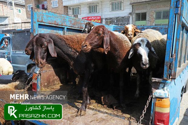 کشتار دام در سال ۱۴۰۲ چقدر بود؟ 1 daa9d8b4d8aad8a7d8b1 d8afd8a7d985 d8afd8b1 d8b3d8a7d984 dbb1dbb4dbb0dbb2 da86d982d8afd8b1 d8a8d988d8afd89f 66892915c606a, کشتار دام در سال ۱۴۰۲ چقدر بود؟, پاساژ کشاورز | بازار بزرگ کشاورزی در ایران, اخبار پاساژ کشاورز, ,