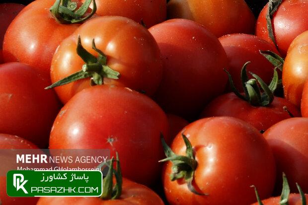 گوجهفرنگی آبان و آذر گران نمیشود 1 daafd988d8acd987d981d8b1d986daafdb8c d8a2d8a8d8a7d986 d988 d8a2d8b0d8b1 daafd8b1d8a7d986 d986d985db8cd8b4d988d8af 66979b718b695, گوجهفرنگی آبان و آذر گران نمیشود, پاساژ کشاورز | بازار بزرگ کشاورزی در ایران, اخبار پاساژ کشاورز, ,