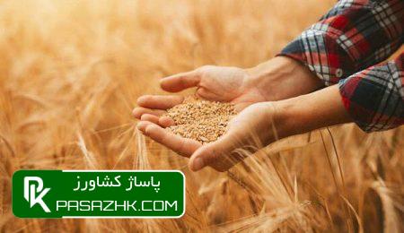 ۱۲.۵ همت به حساب گندمکاران واریز شد 10 dbb1dbb2 dbb5 d987d985d8aa d8a8d987 d8add8b3d8a7d8a8 daafd986d8afd985daa9d8a7d8b1d8a7d986 d988d8a7d8b1db8cd8b2 d8b4d8af 668bcc080513c, ۱۲.۵ همت به حساب گندمکاران واریز شد, پاساژ کشاورز | بازار بزرگ کشاورزی در ایران, اخبار پاساژ کشاورز, ,