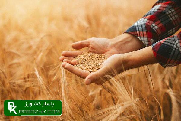 ۱۲.۵ همت به حساب گندمکاران واریز شد 1 dbb1dbb2 dbb5 d987d985d8aa d8a8d987 d8add8b3d8a7d8a8 daafd986d8afd985daa9d8a7d8b1d8a7d986 d988d8a7d8b1db8cd8b2 d8b4d8af 668bcc080513c, ۱۲.۵ همت به حساب گندمکاران واریز شد, پاساژ کشاورز | بازار بزرگ کشاورزی در ایران, اخبار پاساژ کشاورز, ,