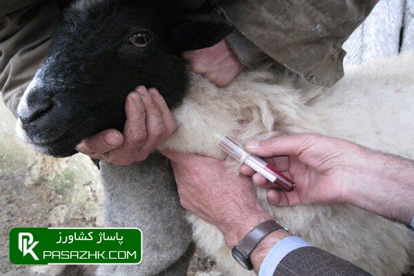 dbb1dbb6 d985db8cd984db8cd988d986 d986d988d8a8d8aa d8b3d8b1 d8afd8a7d985 d8b3d8a8daa9 d8afd8b1 d985d986d8a7d8b7d982 d8b9d8b4d8a7db8cd8b1 669786572e375, ۱۶ میلیون نوبت سر دام سبک در مناطق عشایری واکسینه شد, پاساژ کشاورز | بازار بزرگ کشاورزی در ایران, اخبار پاساژ کشاورز, ,