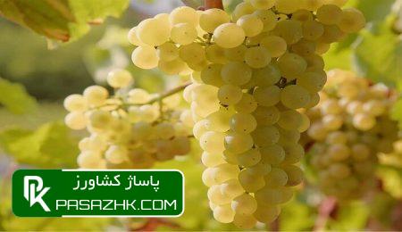 ۲۶ میلیون تن محصول باغی در کشور تولید میشود 5 dbb2dbb6 d985db8cd984db8cd988d986 d8aad986 d985d8add8b5d988d984 d8a8d8a7d8badb8c d8afd8b1 daa9d8b4d988d8b1 d8aad988d984db8cd8af d985db8c 669cb1033a3f7, ۲۶ میلیون تن محصول باغی در کشور تولید میشود, پاساژ کشاورز | بازار بزرگ کشاورزی در ایران, اخبار پاساژ کشاورز, ,