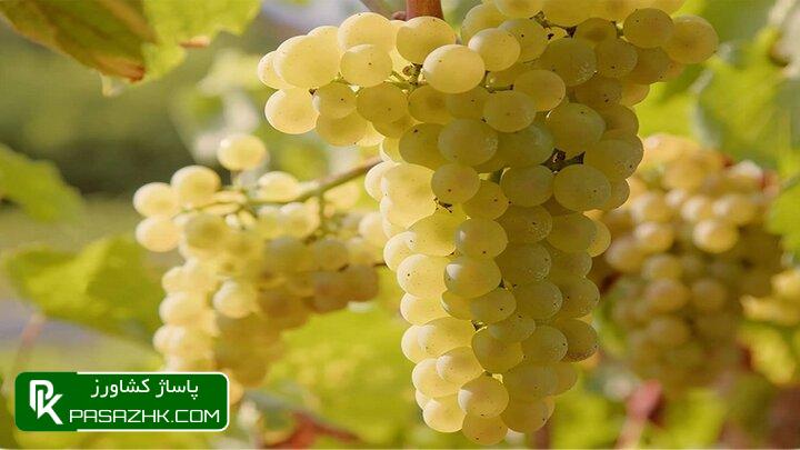 ۲۶ میلیون تن محصول باغی در کشور تولید میشود 1 dbb2dbb6 d985db8cd984db8cd988d986 d8aad986 d985d8add8b5d988d984 d8a8d8a7d8badb8c d8afd8b1 daa9d8b4d988d8b1 d8aad988d984db8cd8af d985db8c 669cb1033a3f7, ۲۶ میلیون تن محصول باغی در کشور تولید میشود, پاساژ کشاورز | بازار بزرگ کشاورزی در ایران, اخبار پاساژ کشاورز, ,