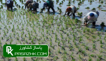 ۷۰ درصد کشت برنج در کشور مکانیزه انجام میشود 1 dbb7dbb0 d8afd8b1d8b5d8af daa9d8b4d8aa d8a8d8b1d986d8ac d8afd8b1 daa9d8b4d988d8b1 d985daa9d8a7d986db8cd8b2d987 d8a7d986d8acd8a7d985 d985 66978661964b8, ۷۰ درصد کشت برنج در کشور مکانیزه انجام میشود, پاساژ کشاورز | بازار بزرگ کشاورزی در ایران, اخبار پاساژ کشاورز, ,