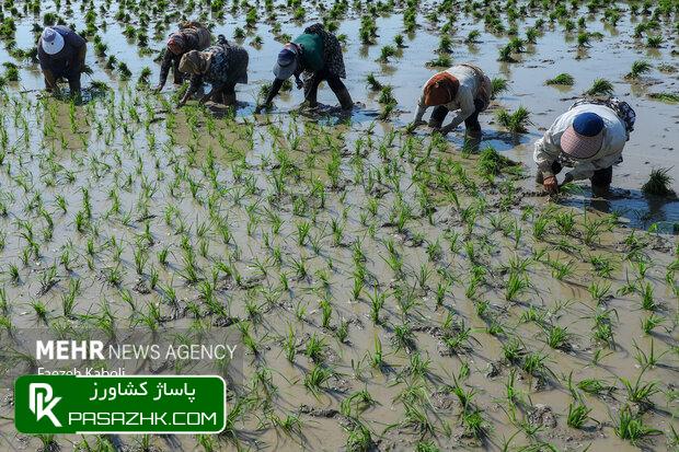 dbb7dbb0 d8afd8b1d8b5d8af daa9d8b4d8aa d8a8d8b1d986d8ac d8afd8b1 daa9d8b4d988d8b1 d985daa9d8a7d986db8cd8b2d987 d8a7d986d8acd8a7d985 d985 66978661964b8, ۷۰ درصد کشت برنج در کشور مکانیزه انجام می‌شود, پاساژ کشاورز | بازار بزرگ کشاورزی در ایران, اخبار پاساژ کشاورز, ,