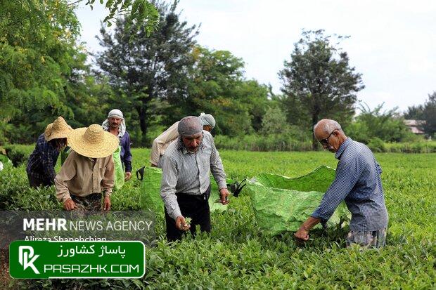 ۸۴ هزار تن برگ سبز چای از چایکاران خریداری شد 1 dbb8dbb4 d987d8b2d8a7d8b1 d8aad986 d8a8d8b1daaf d8b3d8a8d8b2 da86d8a7db8c d8a7d8b2 da86d8a7db8cdaa9d8a7d8b1d8a7d986 d8aed8b1db8c 6693ae8e51b1b, ۸۴ هزار تن برگ سبز چای از چایکاران خریداری شد, پاساژ کشاورز | بازار بزرگ کشاورزی در ایران, اخبار پاساژ کشاورز, ,
