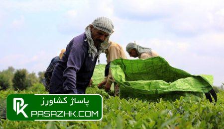 ۸۵ هزار تن برگ سبز چای تحویل دولت شد/ ۵۰ درصد مطالبات معوق 1 dbb8dbb5 d987d8b2d8a7d8b1 d8aad986 d8a8d8b1daaf d8b3d8a8d8b2 da86d8a7db8c d8aad8add988db8cd984 d8afd988d984d8aa d8b4d8af dbb5dbb0 d8af 669f5bc402562, ۸۵ هزار تن برگ سبز چای تحویل دولت شد/ ۵۰ درصد مطالبات معوق, پاساژ کشاورز | بازار بزرگ کشاورزی در ایران, اخبار پاساژ کشاورز, ,