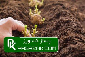 همه چیز درباره کاشت سیب زمینی, چند نوع محصول برای کاشت سیب زمینی‌ داریم؟, آماده ‌سازی خاک پیش از کشت سیب زمینی, روش‌های مختلف کاشت سیب زمینی, بذر مناسب برای کاشت سیب زمینی چگونه است؟, زمان مناسب برای کاشت سیب زمینی, نکات مهم در کاشت سیب زمینی, آبیاری در کاشت سیب زمینی, نکات مراقبتی در کاشت سیب زمینی, پاساژ کشاورز, کشت سیب زمینی, کاشت سیب زمینی