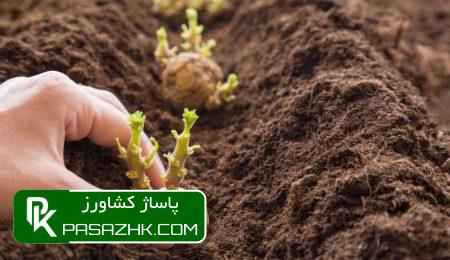همه چیز درباره کاشت سیب زمینی همه چیز درباره کاشت سیب زمینی, چند نوع محصول برای کاشت سیب زمینی داریم؟, آماده سازی خاک پیش از کشت سیب زمینی, روشهای مختلف کاشت سیب زمینی, بذر مناسب برای کاشت سیب زمینی چگونه است؟, زمان مناسب برای کاشت سیب زمینی, نکات مهم در کاشت سیب زمینی, آبیاری در کاشت سیب زمینی, نکات مراقبتی در کاشت سیب زمینی, پاساژ کشاورز, کشت سیب زمینی, کاشت سیب زمینی