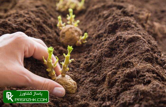 همه چیز درباره کاشت سیب زمینی, چند نوع محصول برای کاشت سیب زمینی‌ داریم؟, آماده ‌سازی خاک پیش از کشت سیب زمینی, روش‌های مختلف کاشت سیب زمینی, بذر مناسب برای کاشت سیب زمینی چگونه است؟, زمان مناسب برای کاشت سیب زمینی, نکات مهم در کاشت سیب زمینی, آبیاری در کاشت سیب زمینی, نکات مراقبتی در کاشت سیب زمینی, پاساژ کشاورز, کشت سیب زمینی, کاشت سیب زمینی