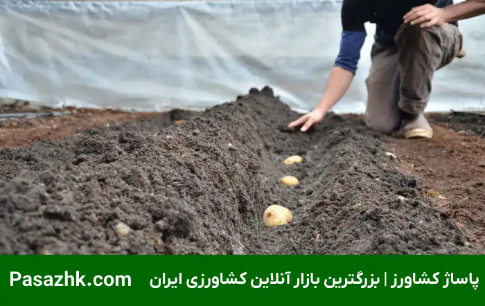 همه چیز درباره کاشت سیب زمینی 1 همه چیز درباره کاشت سیب زمینی, چند نوع محصول برای کاشت سیب زمینی داریم؟, آماده سازی خاک پیش از کشت سیب زمینی, روشهای مختلف کاشت سیب زمینی, بذر مناسب برای کاشت سیب زمینی چگونه است؟, زمان مناسب برای کاشت سیب زمینی, نکات مهم در کاشت سیب زمینی, آبیاری در کاشت سیب زمینی, نکات مراقبتی در کاشت سیب زمینی, پاساژ کشاورز, کشت سیب زمینی, کاشت سیب زمینی