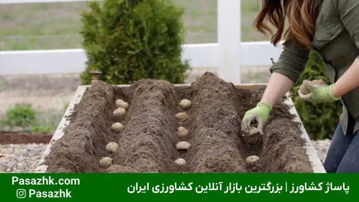 همه چیز درباره کاشت سیب زمینی 4 همه چیز درباره کاشت سیب زمینی, چند نوع محصول برای کاشت سیب زمینی داریم؟, آماده سازی خاک پیش از کشت سیب زمینی, روشهای مختلف کاشت سیب زمینی, بذر مناسب برای کاشت سیب زمینی چگونه است؟, زمان مناسب برای کاشت سیب زمینی, نکات مهم در کاشت سیب زمینی, آبیاری در کاشت سیب زمینی, نکات مراقبتی در کاشت سیب زمینی, پاساژ کشاورز, کشت سیب زمینی, کاشت سیب زمینی