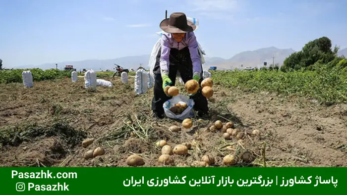 همه چیز درباره کاشت سیب زمینی 3 همه چیز درباره کاشت سیب زمینی, چند نوع محصول برای کاشت سیب زمینی داریم؟, آماده سازی خاک پیش از کشت سیب زمینی, روشهای مختلف کاشت سیب زمینی, بذر مناسب برای کاشت سیب زمینی چگونه است؟, زمان مناسب برای کاشت سیب زمینی, نکات مهم در کاشت سیب زمینی, آبیاری در کاشت سیب زمینی, نکات مراقبتی در کاشت سیب زمینی, پاساژ کشاورز, کشت سیب زمینی, کاشت سیب زمینی