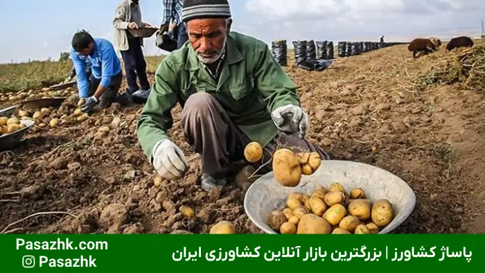 همه چیز درباره کاشت سیب زمینی 2 همه چیز درباره کاشت سیب زمینی, چند نوع محصول برای کاشت سیب زمینی داریم؟, آماده سازی خاک پیش از کشت سیب زمینی, روشهای مختلف کاشت سیب زمینی, بذر مناسب برای کاشت سیب زمینی چگونه است؟, زمان مناسب برای کاشت سیب زمینی, نکات مهم در کاشت سیب زمینی, آبیاری در کاشت سیب زمینی, نکات مراقبتی در کاشت سیب زمینی, پاساژ کشاورز, کشت سیب زمینی, کاشت سیب زمینی