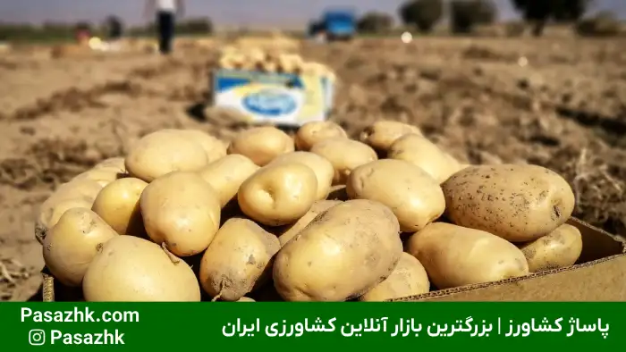 همه چیز درباره کاشت سیب زمینی 5 همه چیز درباره کاشت سیب زمینی, چند نوع محصول برای کاشت سیب زمینی داریم؟, آماده سازی خاک پیش از کشت سیب زمینی, روشهای مختلف کاشت سیب زمینی, بذر مناسب برای کاشت سیب زمینی چگونه است؟, زمان مناسب برای کاشت سیب زمینی, نکات مهم در کاشت سیب زمینی, آبیاری در کاشت سیب زمینی, نکات مراقبتی در کاشت سیب زمینی, پاساژ کشاورز, کشت سیب زمینی, کاشت سیب زمینی