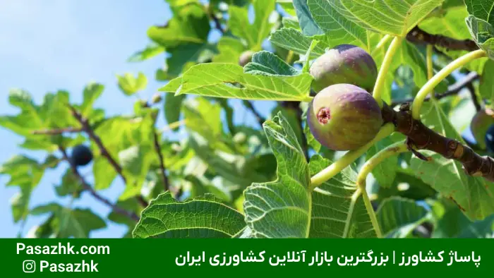 زمان سم پاشی درختان میوه, جدول زمان سمپاشی درختان میوه, بهترین سم برای درختان میوه, تقویم سمپاشی درختان میوه pdf, بهترین زمان سمپاشی درخت زردآلو, بهترین سم بهاره برای درختان میوه, بهترین سم برای درختان میوه در پاییز, انواع سم درختان میوه, زمان سمپاشی درخت به, پاساژ کشاورز, pasazhk, سم پاشی