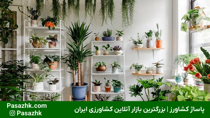 ترفندهای نگهداری از گیاهان آپارتمانی 