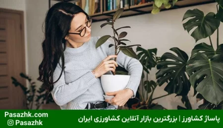 ترفندهای نگهداری از گیاهان آپارتمانی 1 2, ترفندهای نگهداری از گیاهان آپارتمانی, پاساژ کشاورز | بازار بزرگ کشاورزی در ایران, مقالات, ترفندهای نگهداری از گیاهان آپارتمانی,