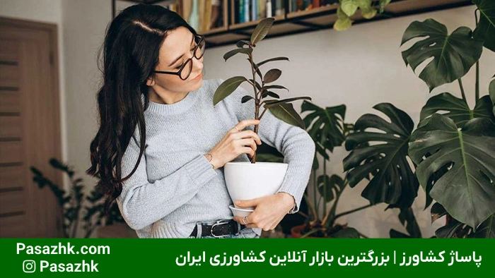 2, ترفندهای نگهداری از گیاهان آپارتمانی, پاساژ کشاورز | بازار بزرگ کشاورزی در ایران, مقالات, ترفندهای نگهداری از گیاهان آپارتمانی, ترفندهای نگهداری از گیاهان آپارتمانی