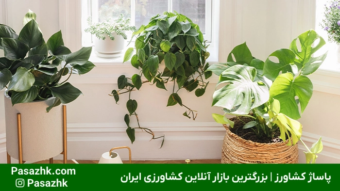 ترفندهای نگهداری از گیاهان آپارتمانی 