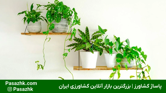 ترفندهای نگهداری از گیاهان آپارتمانی 