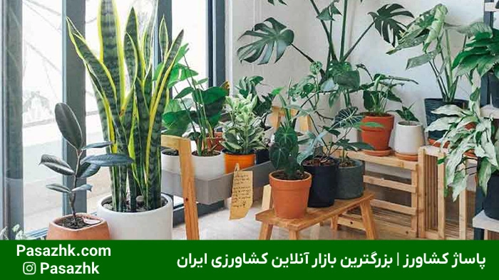 ترفندهای نگهداری از گیاهان آپارتمانی 