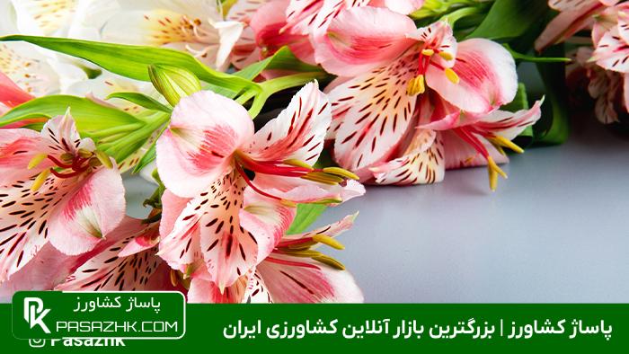 آلسترومریا