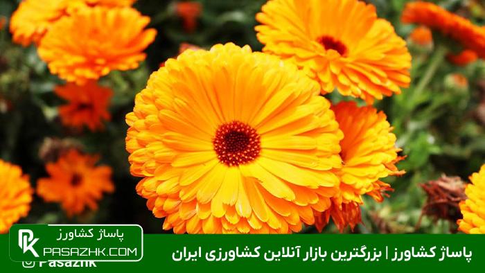 ‌آشنایی با انواع گل و گیاه 