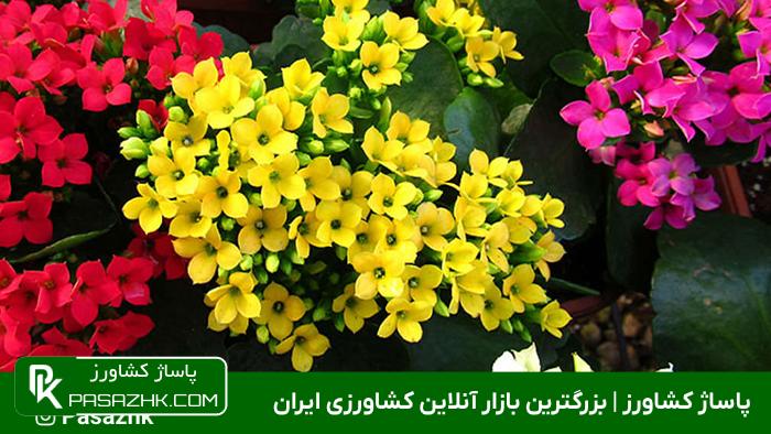 گیاه کالانکوئه