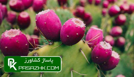 ابلاغیه پرورش کاکتوس در راستای توسعه کشت گیاهان کم آب‌بر, اخبار کشاورزی, خبرگزاری مهر, پاساژ کشاورز, اخبار پاساژ کشاورز