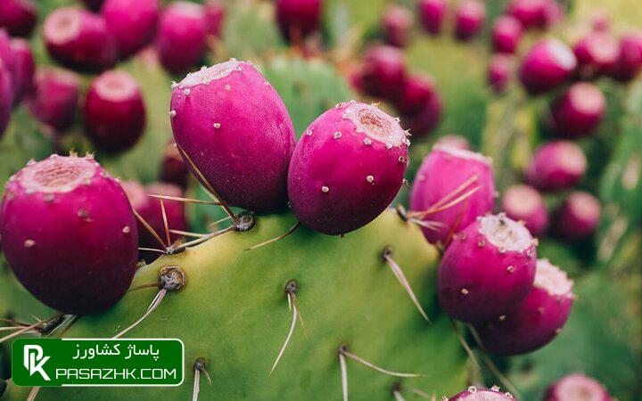 ابلاغیه پرورش کاکتوس در راستای توسعه کشت گیاهان کم آببر ابلاغیه پرورش کاکتوس در راستای توسعه کشت گیاهان کم آببر, اخبار کشاورزی, خبرگزاری مهر, پاساژ کشاورز, اخبار پاساژ کشاورز