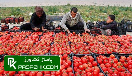 قیمت گوجهفرنگی کاهشی شد 2 d982db8cd985d8aa daafd988d8acd987d981d8b1d986daafdb8c daa9d8a7d987d8b4db8c d8b4d8af 674a36fa9f28a, قیمت گوجهفرنگی کاهشی شد, پاساژ کشاورز | بازار بزرگ کشاورزی در ایران, اخبار پاساژ کشاورز, ,