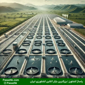 صفر تا صد پرورش میگو؛ از انتخاب گونه تا برداشت محصول