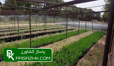 آماده شدن ۱۳۰ میلیون نهال برای طرح کاشت یک میلیارد درخت 3 d8a2d985d8a7d8afd987 d8b4d8afd986 dbb1dbb3dbb0 d985db8cd984db8cd988d986 d986d987d8a7d984 d8a8d8b1d8a7db8c d8b7d8b1d8ad daa9d8a7d8b4d8aa 675ee346bc655, آماده شدن ۱۳۰ میلیون نهال برای طرح کاشت یک میلیارد درخت, پاساژ کشاورز | بازار بزرگ کشاورزی در ایران, اخبار پاساژ کشاورز, ,