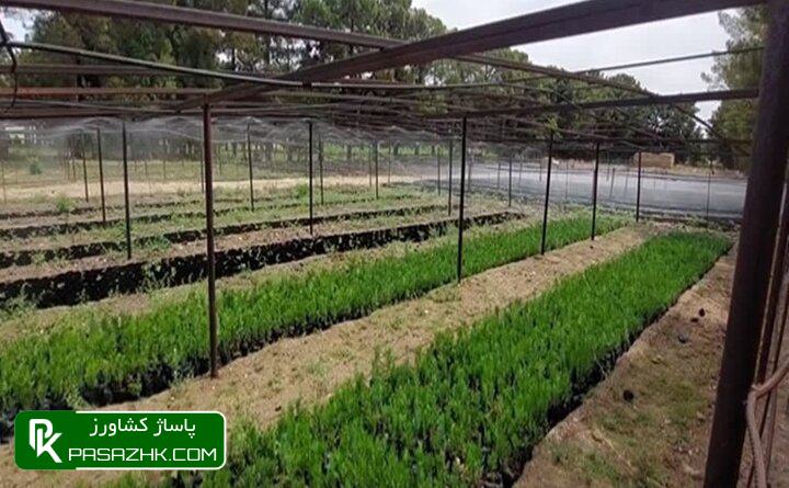 آماده شدن ۱۳۰ میلیون نهال برای طرح کاشت یک میلیارد درخت 1 d8a2d985d8a7d8afd987 d8b4d8afd986 dbb1dbb3dbb0 d985db8cd984db8cd988d986 d986d987d8a7d984 d8a8d8b1d8a7db8c d8b7d8b1d8ad daa9d8a7d8b4d8aa 675ee346bc655, آماده شدن ۱۳۰ میلیون نهال برای طرح کاشت یک میلیارد درخت, پاساژ کشاورز | بازار بزرگ کشاورزی در ایران, اخبار پاساژ کشاورز, ,