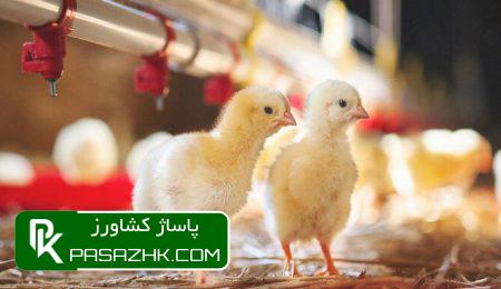 d8a2db8cd8a7 d8a8d8a7d984d8a7d8aed8b1d987 d8b9d8b1d8b6d987 d8acd988d8acd987 db8cdaa9 d8b1d988d8b2d987 d8a7d8b2 d8b7d8b1db8cd982 d8a8d8a7 6750bbad34a15, آیا بالاخره عرضه جوجه یک روزه از طریق بازارگاه خواهد بود؟, پاساژ کشاورز | بازار بزرگ کشاورزی در ایران, اخبار پاساژ کشاورز, ,